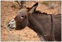 Wild Burro 2010