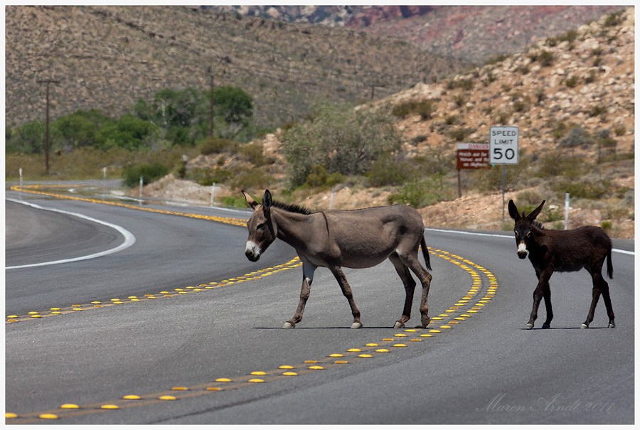 Wild Burros on Highway