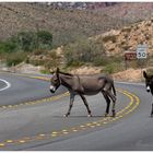 Wild Burros on Highway