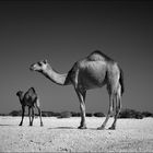 wild camels