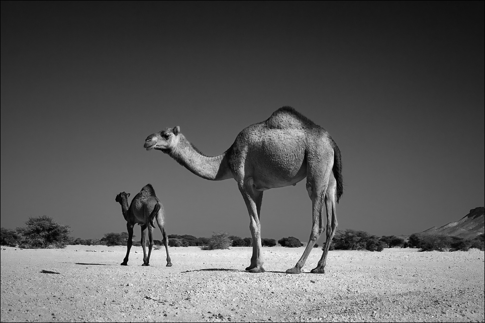 wild camels