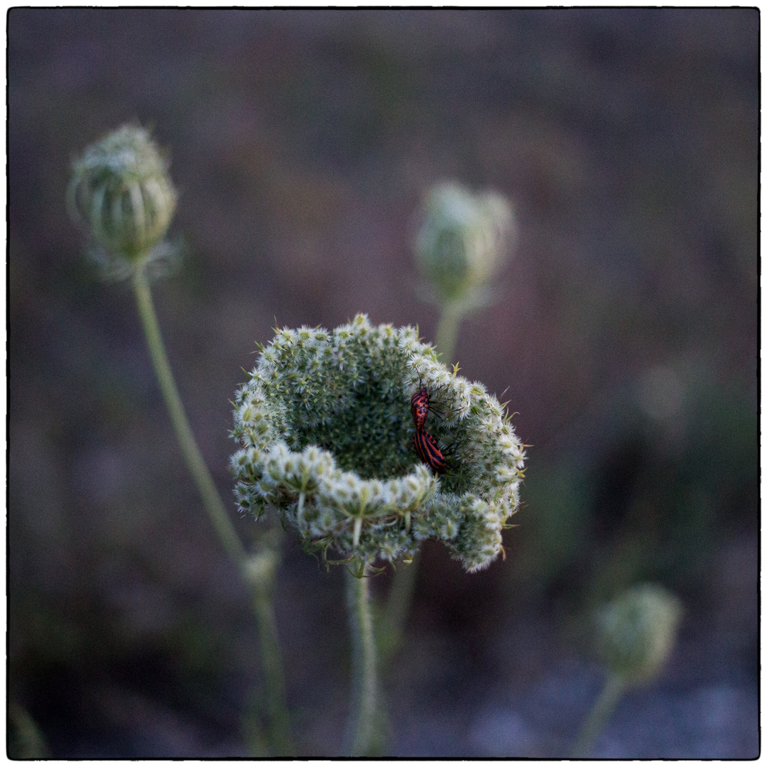 * wild carrot *