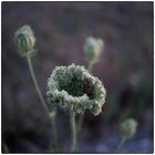 * wild carrot *