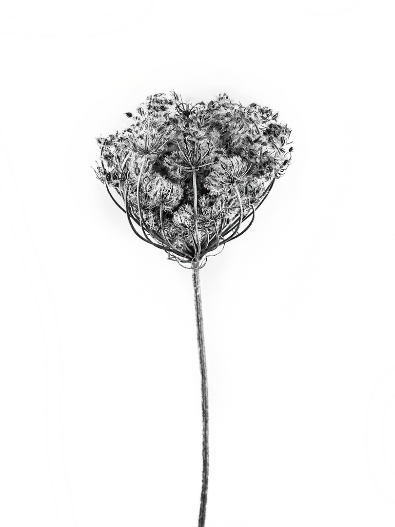 Wild Carrot - Black & White