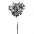 Wild Carrot - Black & White