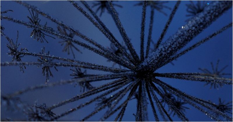 Wild Carrot in Blue