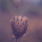 WILD CARROT IN THE MORNING LIGHT