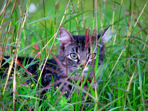 WILD CAT