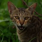 Wild cat !