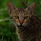 Wild cat !