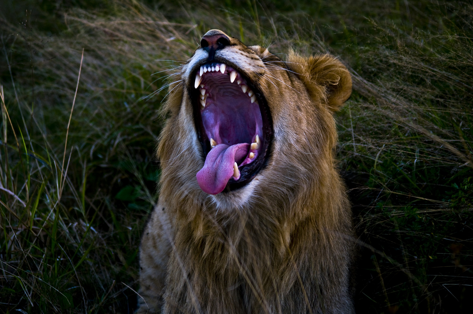 Wild cat or big dog?