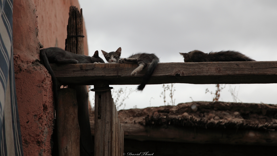 Wild cats in Marrakech