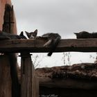 Wild cats in Marrakech