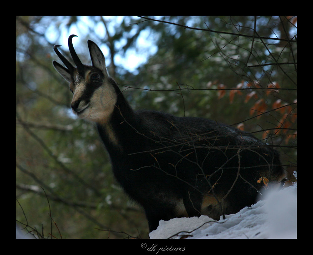 wild chamois, slovakia