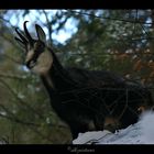 wild chamois, slovakia