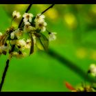 wild cherry blossom