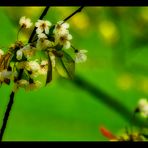 wild cherry blossom