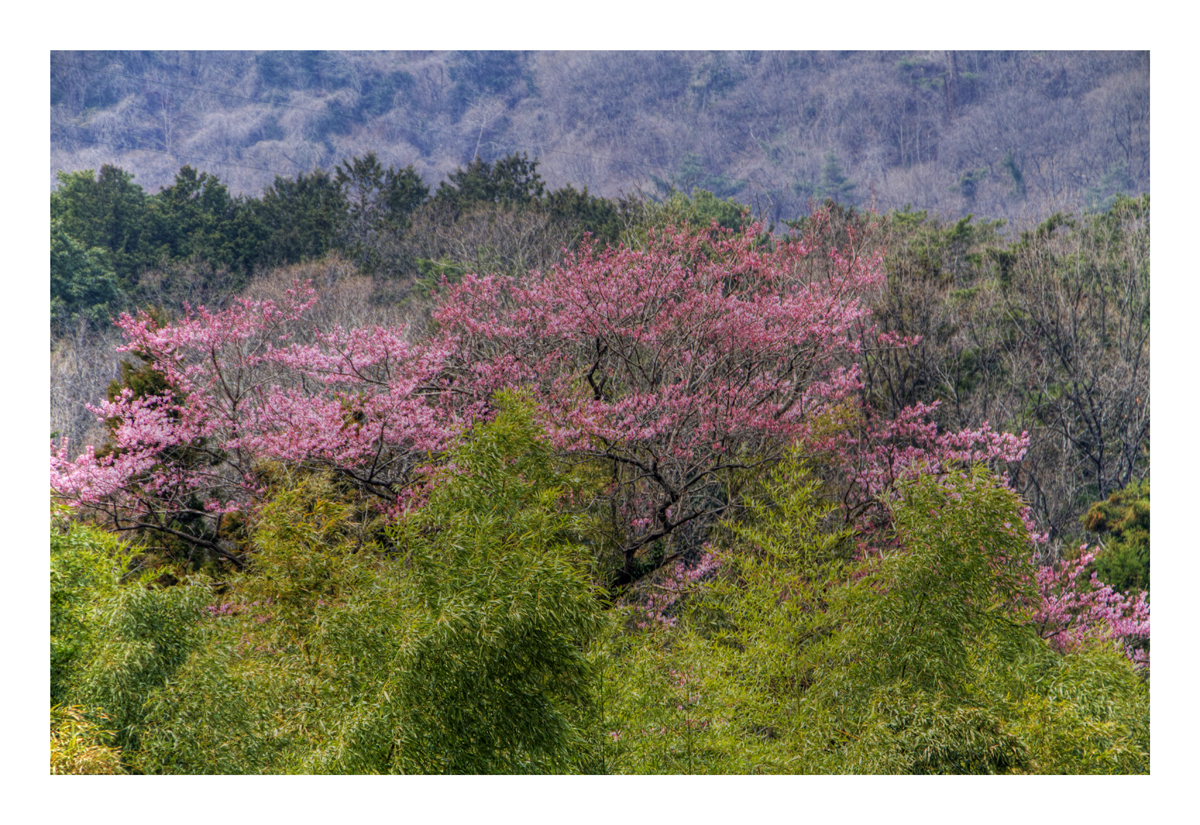 Wild cherry tree