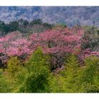 Wild cherry tree