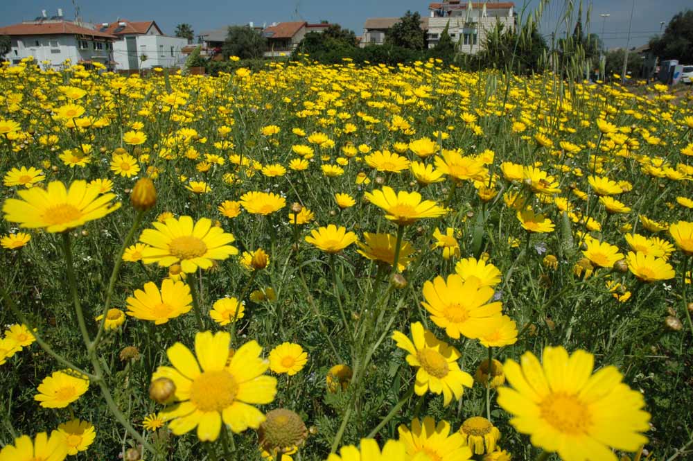 Wild Chrisanthemums