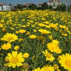 Wild Chrisanthemums