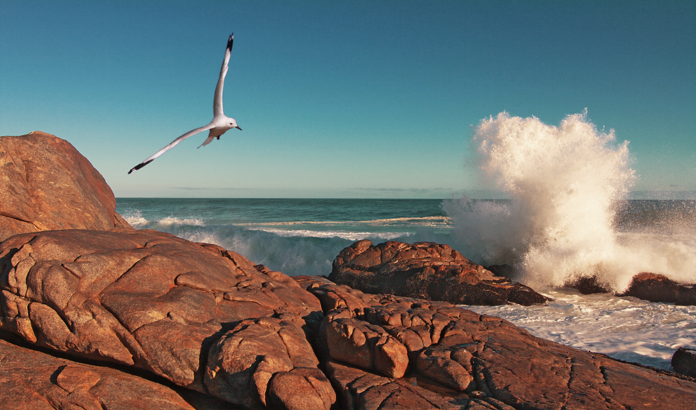 Wild Coast