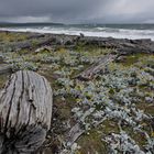 Wild Coast Tierro del Fuego