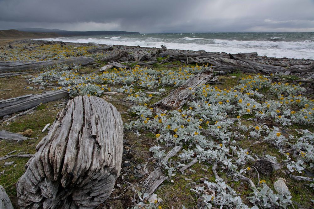 Wild Coast Tierro del Fuego