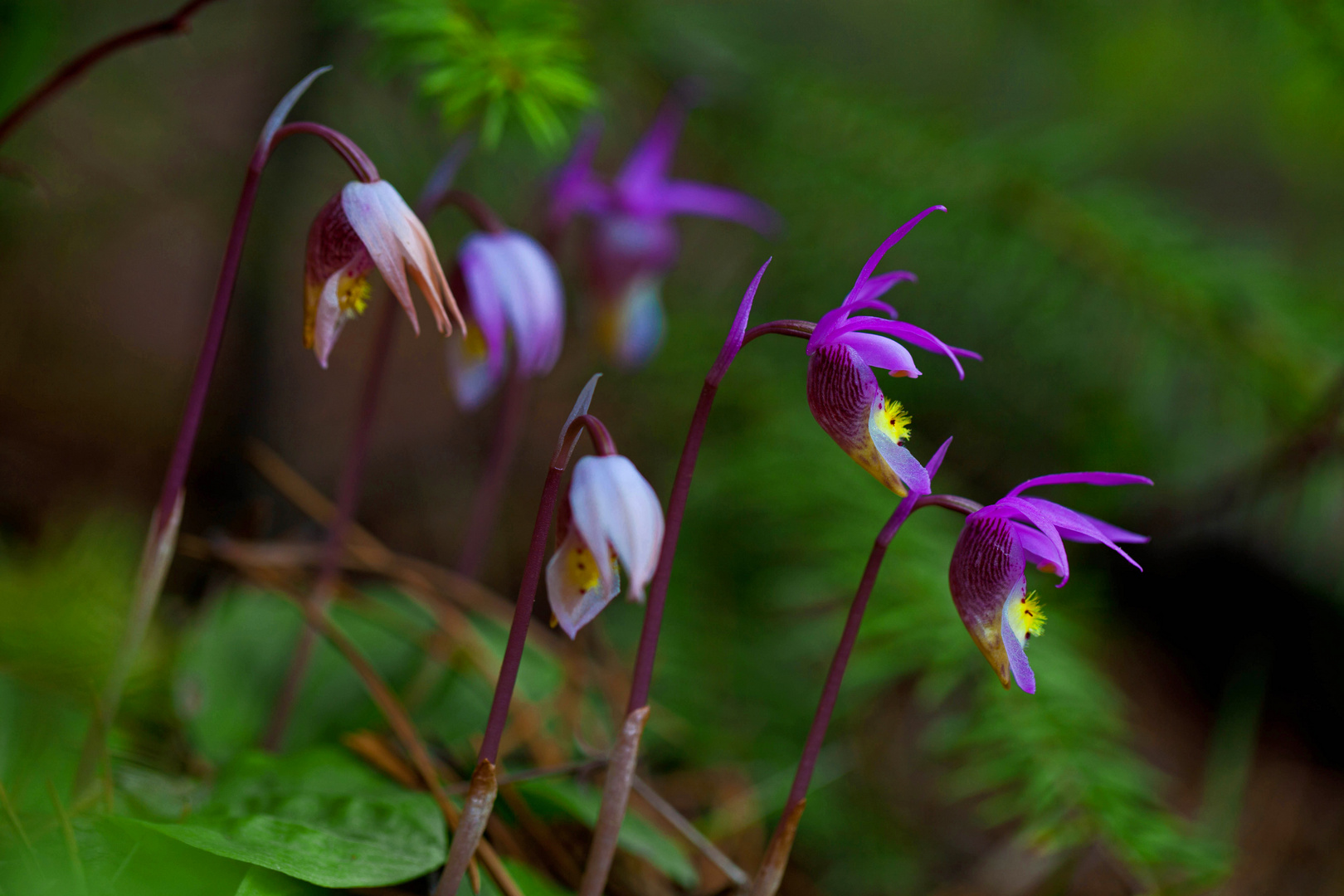 Wild Colorado Orchids