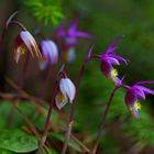 Wild Colorado Orchids