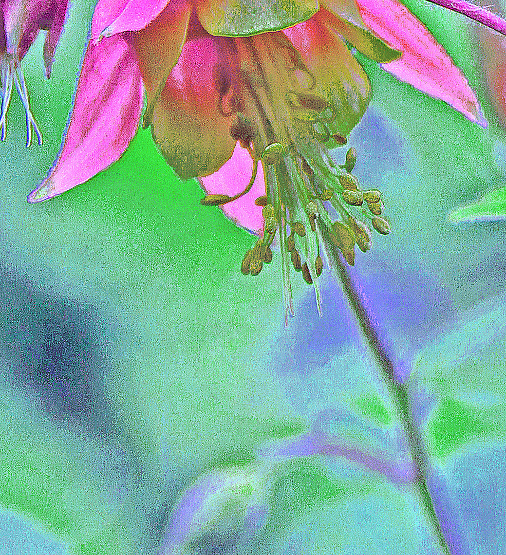 wild columbine