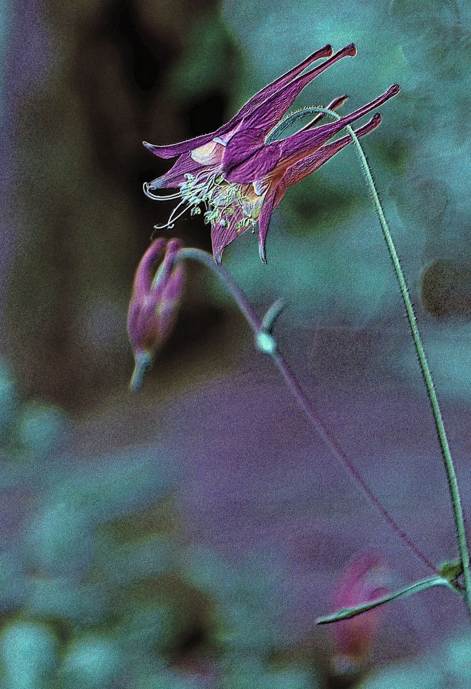 wild columbine