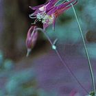 wild columbine