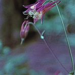 wild columbine