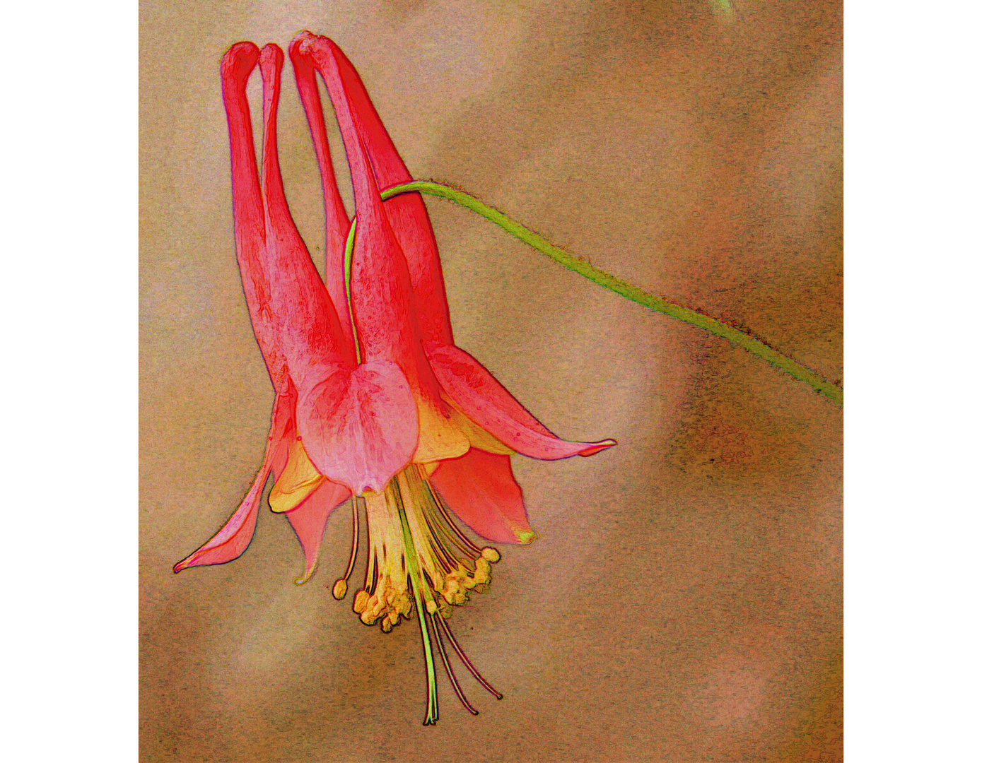 wild columbine II