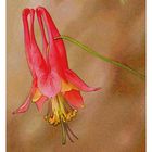 wild columbine II