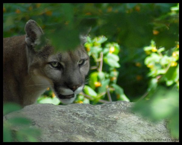 Wild Cougar