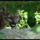 Wild Cougar