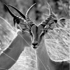 - wild creatures in Kruger -