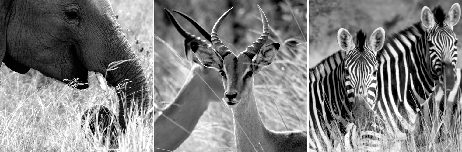 - wild creatures in Kruger -