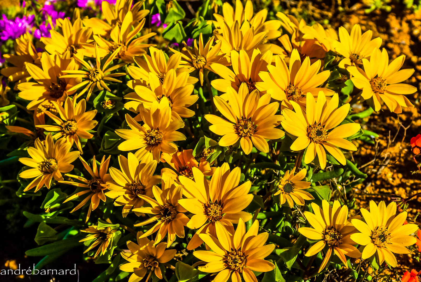 Wild daisies