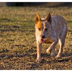 Wild Desert Dingo´s Charming Choice