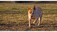 Wild Desert Dingo´s Charming Choice