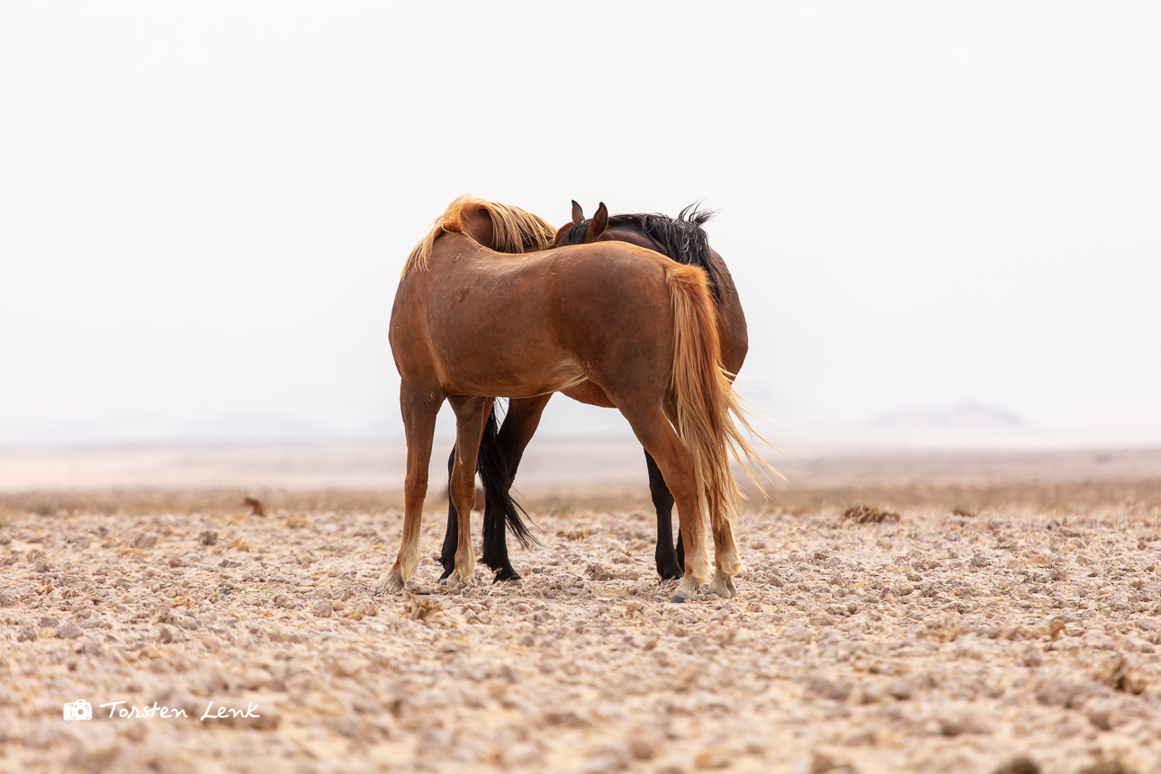 Wild Desert Horses