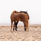 Wild Desert Horses