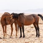 Wild Desert Horses