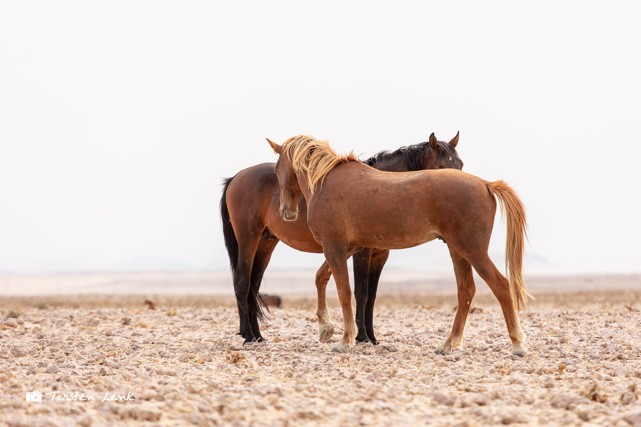 Wild Desert Horses