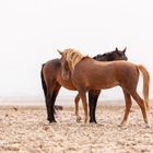 Wild Desert Horses