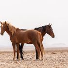 Wild Desert Horses