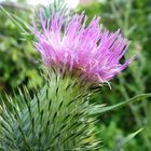 wild distel